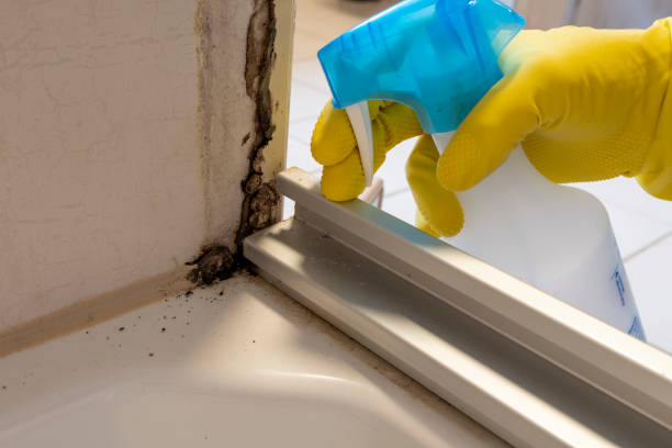 Best Black Mold Removal  in Biscoe, NC