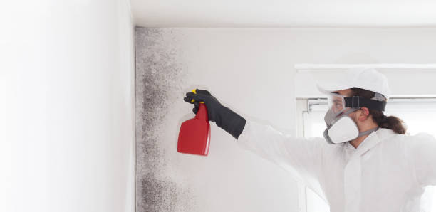 Attic Mold Removal in Biscoe, NC